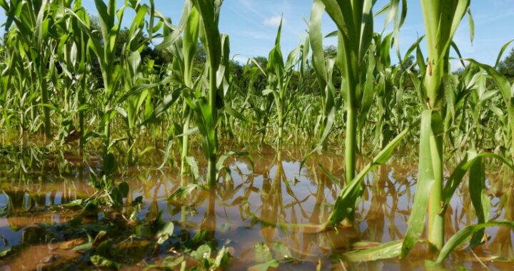 Retrospectiva 2025: aprovada ampliação do acesso de agricultores familiares ao Garantia-Safra