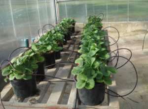 Governo de SP anuncia linha de crédito de R$ 3 milhões para cultivo de morango