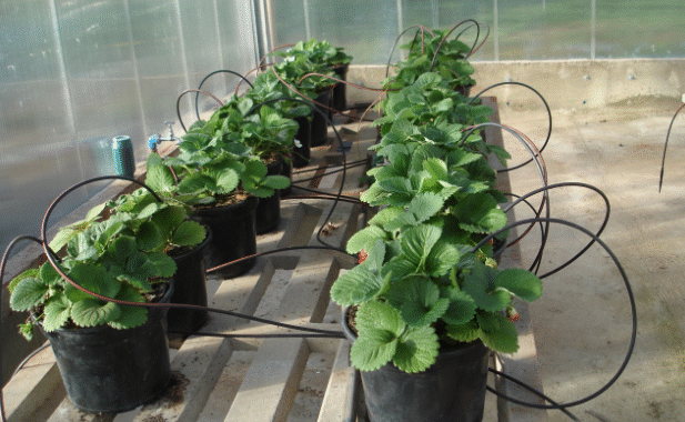 Governo de SP anuncia linha de crédito de R$ 3 milhões para cultivo de morango