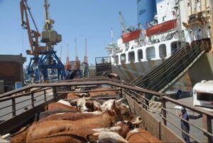 Comissão debate exportação de animais vivos por via marítima e seus impactos