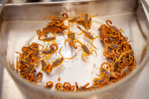 Butantan esclarece 5 mitos do combate a escorpiões que podem aumentar risco de picada