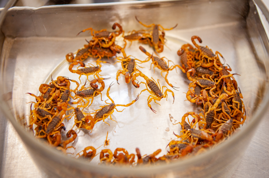 Butantan esclarece 5 mitos do combate a escorpiões que podem aumentar risco de picada