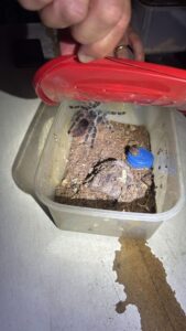 Polícia resgata 230 animais silvestres mantidos em cativeiro