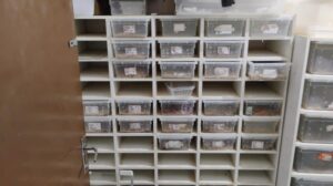 Operação das polícias de São Paulo desmonta esquema de venda de animais exóticos pelos Correios