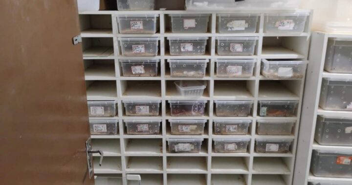 Operação das polícias de São Paulo desmonta esquema de venda de animais exóticos pelos Correios