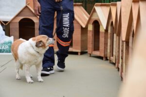 Polícia Penal de SP doa 50 casinhas para cães e gatos em ação do projeto ‘Mãos e Patas’