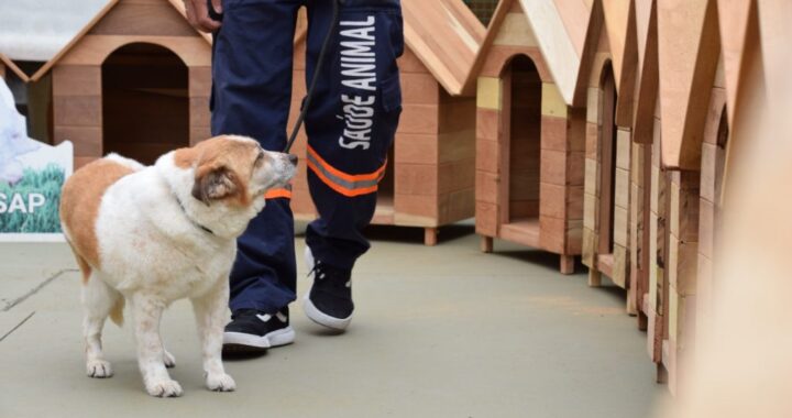 Polícia Penal de SP doa 50 casinhas para cães e gatos em ação do projeto ‘Mãos e Patas’