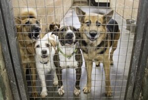 Lei oficializa Julho Dourado para promover saúde animal e prevenir zoonoses