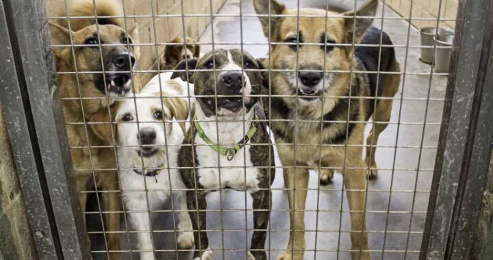 Lei oficializa Julho Dourado para promover saúde animal e prevenir zoonoses