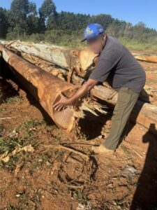 Vereador denuncia suposta venda irregular de madeira retirada do aterro; prefeito rebate em vídeo e fala em ataque político