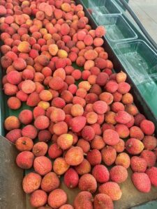 Além do Natal: SP expande o mercado da lichia