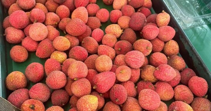 Além do Natal: SP expande o mercado da lichia