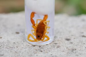 Por que aumentaram os acidentes por picada de escorpião? Butantan explica