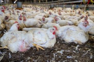 Publicada lei que destina R$ 83,5 milhões para sanidade agropecuária