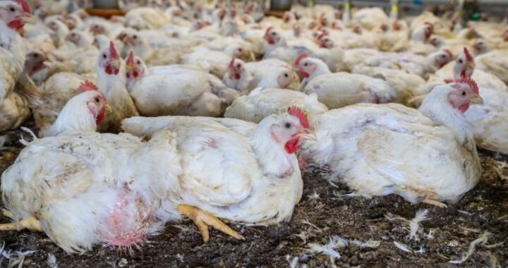 Publicada lei que destina R$ 83,5 milhões para sanidade agropecuária