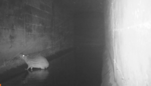 DER-SP alerta para risco de animais na pista e reforça orientações para uma viagem segura