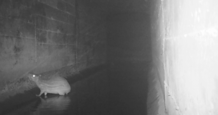 DER-SP alerta para risco de animais na pista e reforça orientações para uma viagem segura