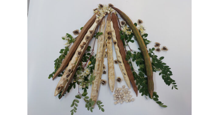 Semente de planta comum no Brasil mostra potencial para remoção de microplásticos da água