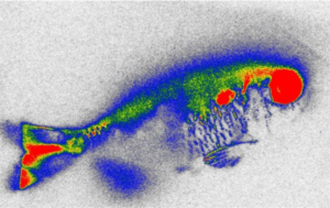Planta aquática reduz antibióticos na água e danos genéticos em peixes, mostra estudo