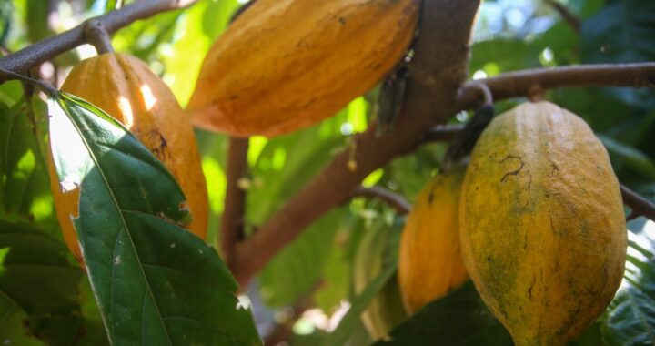 Dia do Cacau: Governo de SP impulsiona produção e eleva força do cultivo no estado