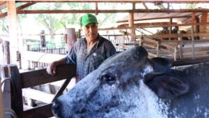 Produção de leite ganha força com políticas públicas em São Paulo