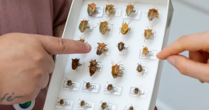 Qual a origem e para que serve o cheiro da Maria Fedida? Especialistas do Butantan respondem