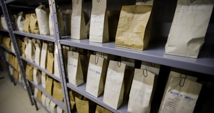 Veja como funcionam os bancos de germoplasma, os ‘guadiões’ da diversidade genética que impulsionam a agricultura de SP