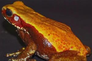 Pesquisadores do Instituto Butantan encontram moléculas com potencial antibiótico em veneno de sapo