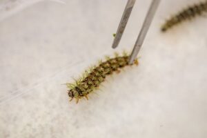 O que fazer ao encontrar uma taturana ou lagarta? Instituto Butantan orienta