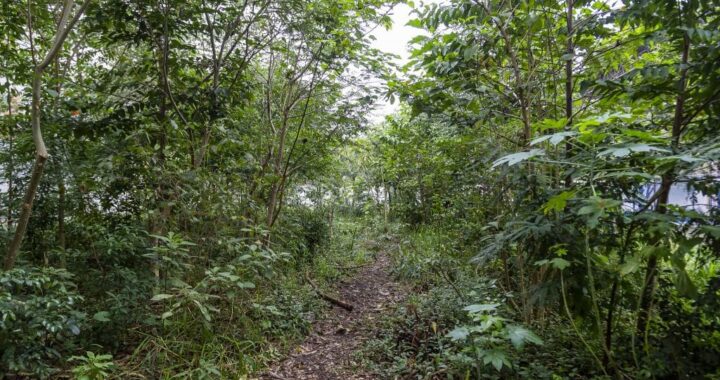 Uma floresta em dois anos: como escola de SP se transformou em exemplar da Mata Atlântica em meio a prédios da zona leste