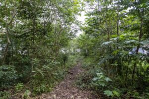 Uma floresta em dois anos: como escola de SP se transformou em exemplar da Mata Atlântica em meio a prédios da zona leste da capital
