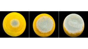 Estudo de SP premiado descreve estratégia usada pelo mofo azul para devastar frutas cítricas