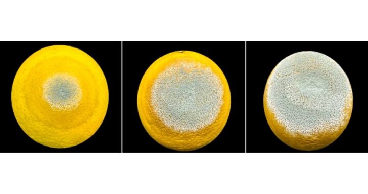 Estudo de SP premiado descreve estratégia usada pelo mofo azul para devastar frutas cítricas