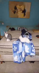 Polícia resgata 78 animais e prende homem por maus-tratos no interior de SP