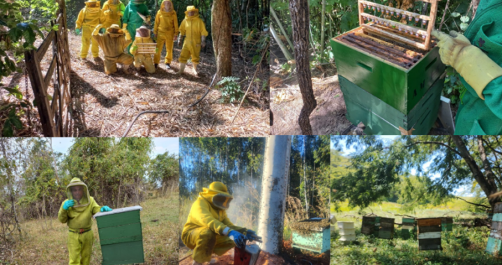 Dia do Apicultor: SP Produz disponibiliza mais de R$ 1,7 milhões em fomento para Cadeias Produtivas Locais do mel