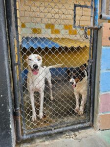 Mundo pet: canil e gatil em unidades prisionais unem cuidado de animais e reintegração social