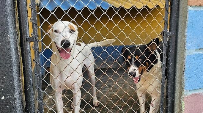 Mundo pet: canil e gatil em unidades prisionais unem cuidado de animais e reintegração social