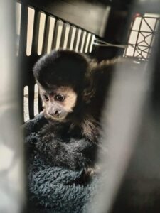 PM Rodoviária resgata macaco-prego transportado ilegalmente em Palmital
