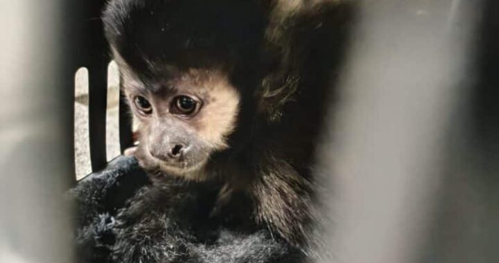 PM Rodoviária resgata macaco-prego transportado ilegalmente em Palmital