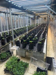 Polícia de SP descobre plantação de maconha dentro de edifício na Grande São Paulo