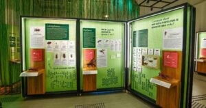 Exposição no Museu de Zoologia explora a grandiosidade da Amazônia a partir das pequenas espécies