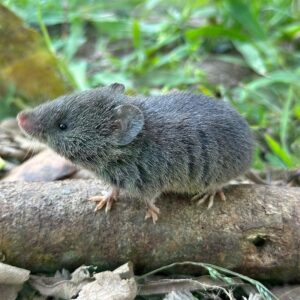 Estudo da Unesp aponta que paisagens agrícolas mais estáveis favorecem a presença e diversidade de pequenos mamíferos