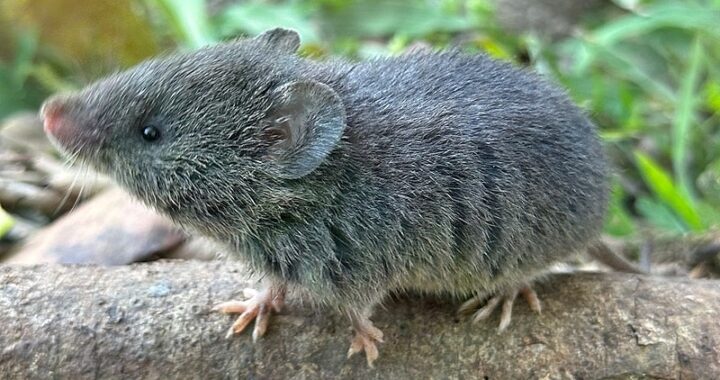 Estudo da Unesp aponta que paisagens agrícolas mais estáveis favorecem a presença e diversidade de pequenos mamíferos