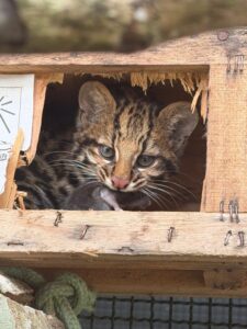 Centro de recuperação do Governo de SP devolve fêmea de gato-do-mato resgatada ainda filhote à natureza