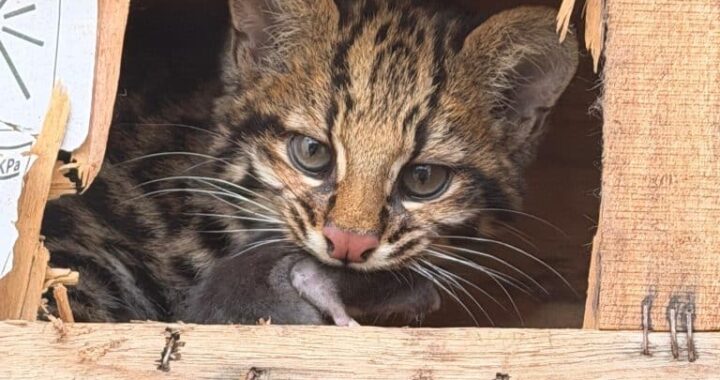 Centro de recuperação do Governo de SP devolve fêmea de gato-do-mato resgatada ainda filhote à natureza