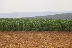 Retrospectiva: deputados aprovaram incentivos para a indústria nacional de fertilizantes