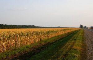 Projeto permite o cultivo de lavouras temporárias às margens de rodovias