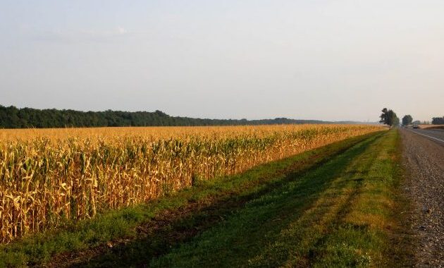 Projeto permite o cultivo de lavouras temporárias às margens de rodovias