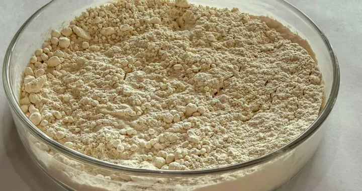 Como pesquisadores transformam o feijão carioca em ingrediente proteico de alto valor