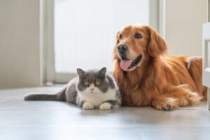 Projeto cria regras para doação e transfusão de sangue em cães e gatos